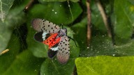 Spotted lanternflies makw an appearance on Weather Channel radar