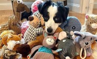Estudio revela que los perros clasifican objetos por su utilidad