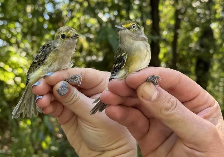 City birds outnumber suburban and country cousins in this count