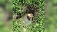 Florida Deputy Saves Terrified Puppy From Septic Drain And Makes A Life