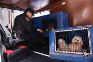 El gobierno porteño rescató 14 perros de un criadero ilegal en Flores