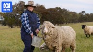 WA teenager starts petition for shearing to be in Brisbane 2032 Olympics