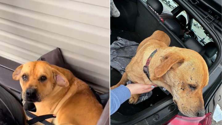 Couple Shocked To Encounter A Sweet Dog Casually Resting In Their Airbnb In West Virginia