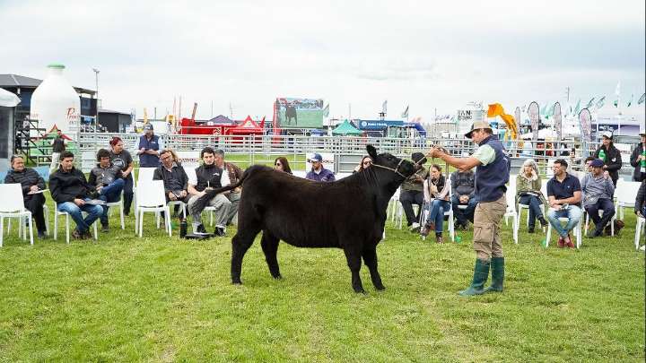 Los criadores de Angus piden salir del estancamiento