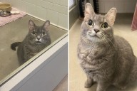 Internet Obsesses Over Rescue Cat Who's Unique Eyes Are 'Just Like That'