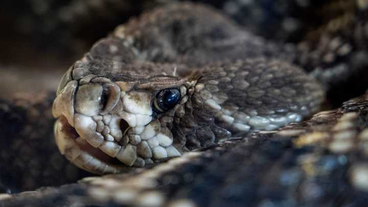 Sioux Falls man who owned 3 venomous snakes bitten by one of them