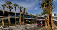 L.A. desperately needs more shade. So why were 77 palm trees planted near LACMA?