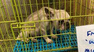 RSPCA snapshot 
                                            Premium
                                          Geraldton worst regional animal cruelty hotspot