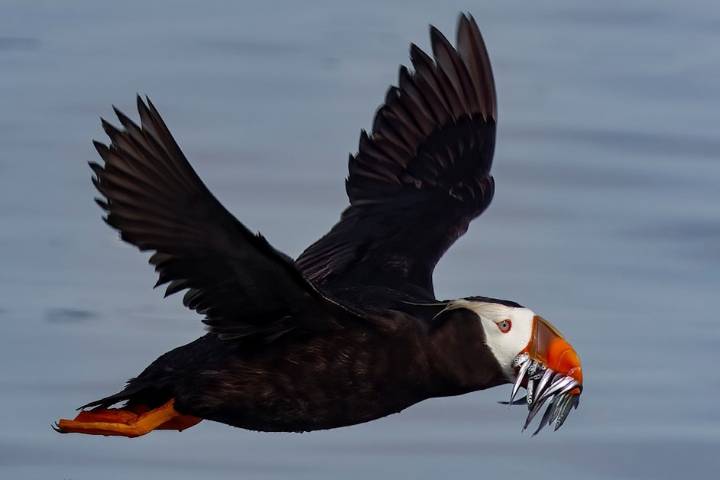 Saving Puget Sound's puffins: Bringing these ocean ambassadors back from the brink