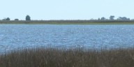 Wakulla County non-profit leads coastal cleanup efforts