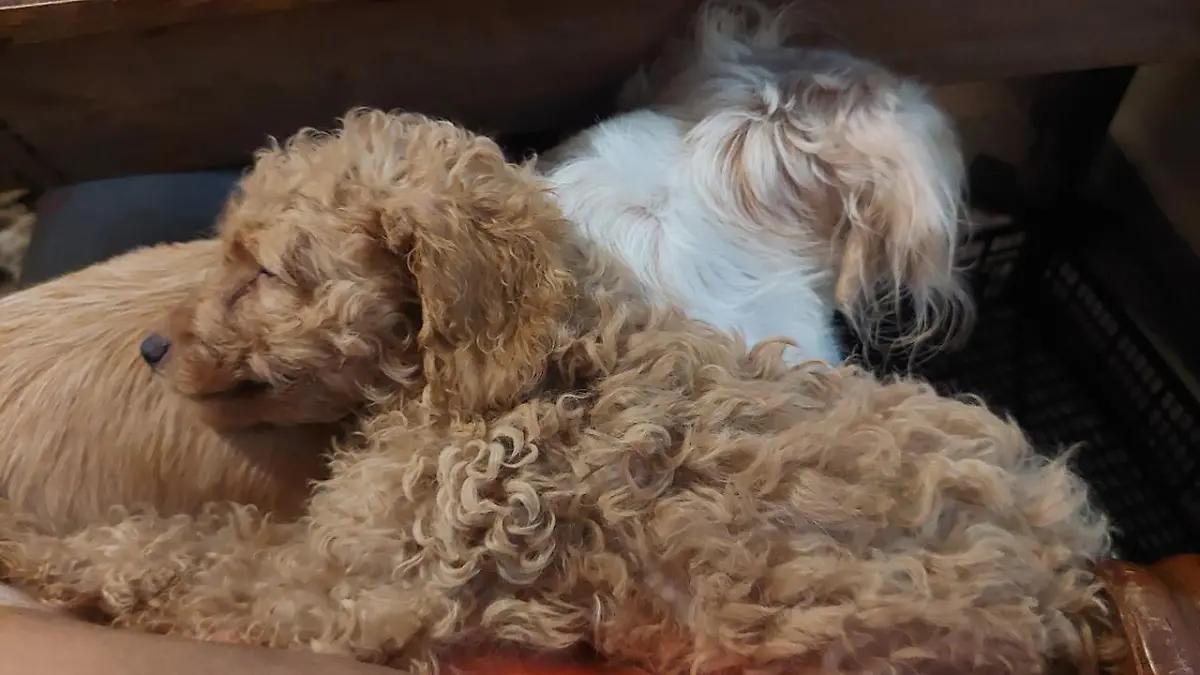 Orizaba se suma a la esterilización gratuita de perros y gatos por Día Mundial de los Animales