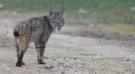 Un vallado de un millón protegerá al lince ibérico en Palencia