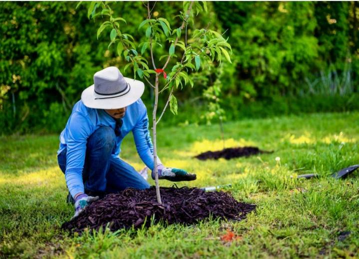 Friends of the Wissahickon: Be a friend, plant a tree
