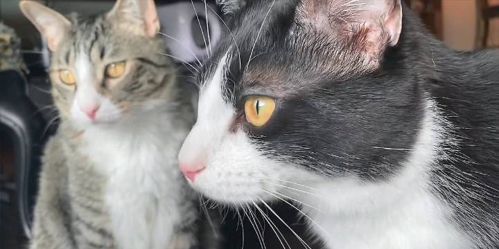 Proposed Louisville Metro ordinance would require dogs, cats to be microchipped