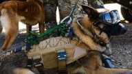 La historia de "Drako", el perro del Ejército que se despedirá en esta Parada Militar 2025