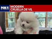 Police: Dog thrown from car after attempted puppy theft