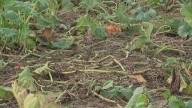 Hundreds of pumpkins stolen from pumpkin patch in Pickerington