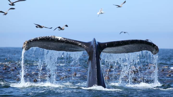 Una cuerda atrapa a una ballena en el fondo marino, las orcas acechan y entonces llega la ayuda clave