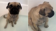 Woman From California Was Stunned To Find A Tiny Intruder Waiting In Her Bathtub