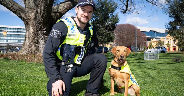 Labrador Tilly and the fight against illicit trafficking
