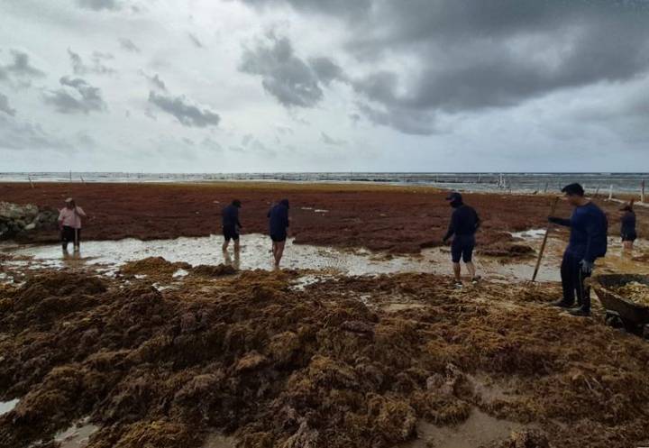 Doce playas de Quintana Roo, con excesivo recale de sargazo