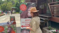 Adopta un orangután con Cristina Medina