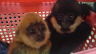Chennai woman caught trafficking wild primates at Mumbai airport