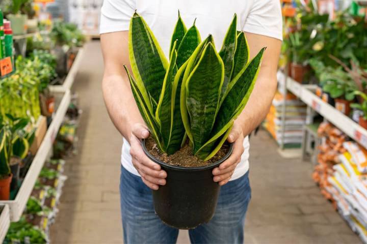 Lo confirma la NASA. Las propiedades curativas de la lengua de suegra, la popular planta de uso común entre latinos