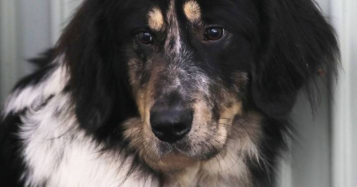 Big dogs being put down as owners abandon them over soaring food and vet bills