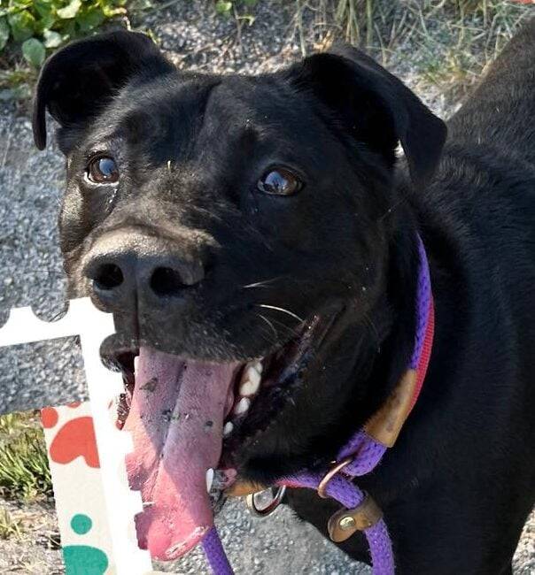 Thor the 65-pound snuggler looks for his big break out of shelter