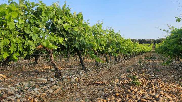 Vinos Negredo: la historia de un viñedo que volvió a brillar en Palenzuela
