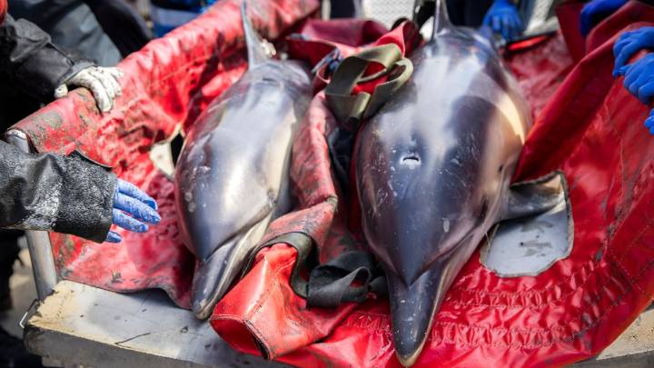 Dolphins stranded off Cape Cod rescued