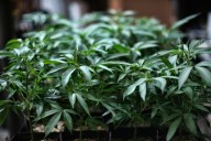 Southern California marijuana deal ends in deadly shooting, suspect convicted