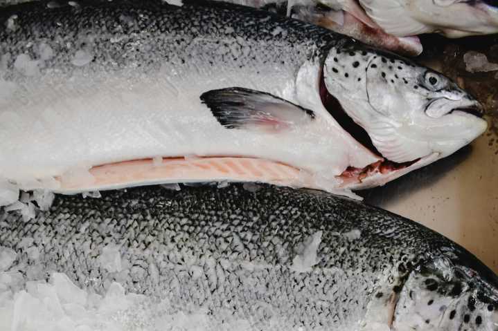 El (contradictorio) lamento salmonero