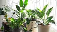 Transform Thrifted Vinyl Record Players Into A DIY Propagation Table