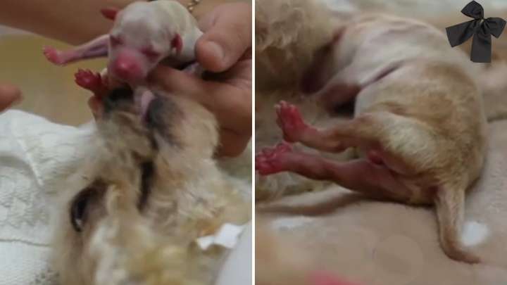 Perrita Cereza, Víctima de Explosión en Iztapalapa, Pierde Otro de sus Cachorros: “No se Rinde”