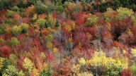 Drought-stressed trees dropping early leaves
