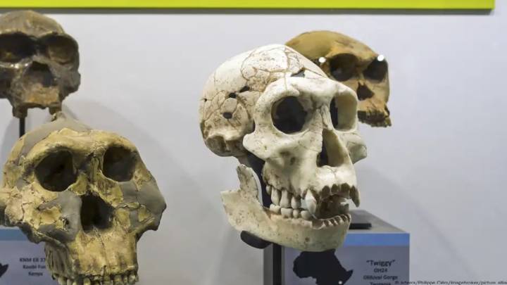 Estudio señala que especie humana puede remontarse a hace más de un millón de años