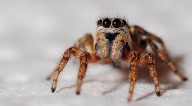14 seconds into tremendous dump, a massive spider appears
