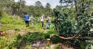 Golpe histórico al aguacate ilegal en Michoacán; Gobierno retira miles de plantas y árboles irregulares