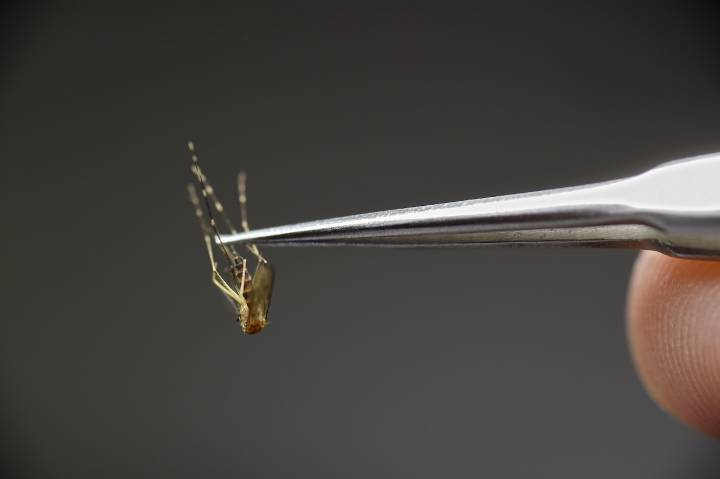 Madison County reports first-ever human case of EEE, an extremely deadly mosquito