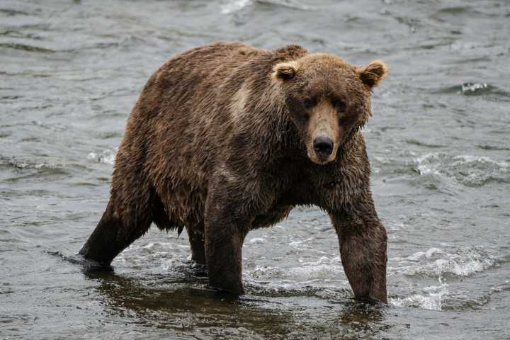 Fat Bear Week: Who will be crowned this year's 'beefiest bruin?'