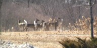 DNR gives advice ahead of Bow-Deer hunting season
