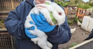 Nottinghamshire farmer jailed after abandoning more than 450 animals in 'squalor'