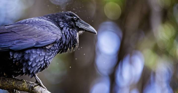 Woman shares pet raven's impressive 'trick' that leaves people floored