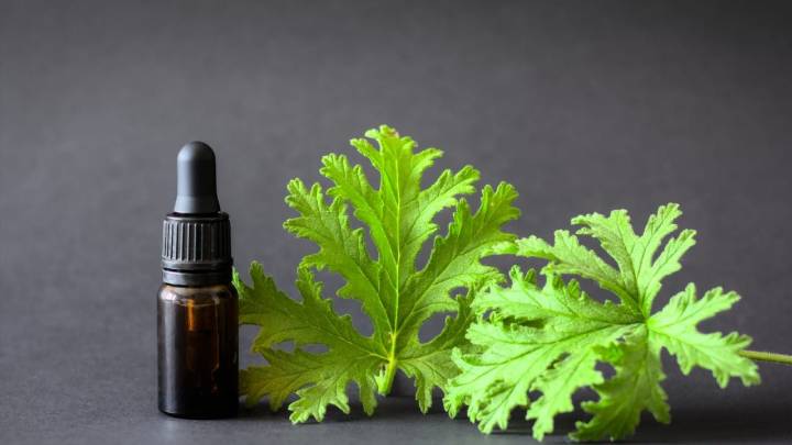 Las plantas que tenés que tener sí o sí en tu jardín si querés alejar a los mosquitos de tu hogar
