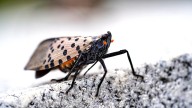 The One Plant You Should Grow To Deter And Kill Spotted Lanternflies