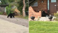 Colorado Neighbors’ Jaw Drops As They Spot Large, Furry Visitor Sunbathing On Porch