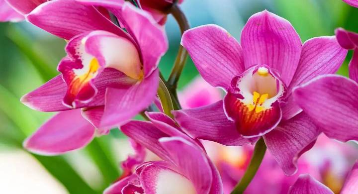 Llega el XXII Exposición de Orquídeas a Bogotá: conoce el cronograma del 18 al 21 de septiembre