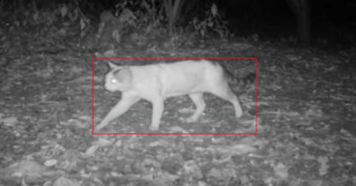 Alerta por ataques de perros y gatos a fauna silvestre en el suroccidente del Valle